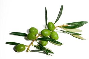 Isolated on a white background there is a copy space image of a fresh green olive branch photo
