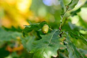 Fruit of an Oak tree ripe in autumn, on a nice sunny day. acorn close up photo