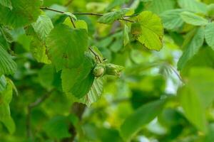 Close-up of the small, green hazelnuts growing and maturing on the hazel tree branches in the forest in summer photo