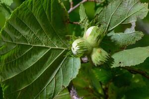 Nuts ripen on a hazel branch photo