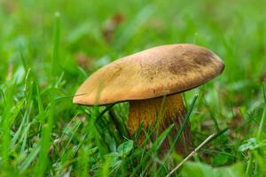 Suillellus luridus, formerly Boletus luridus, commonly known as the lurid bolete with forest trees photo