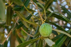 olive tree branch in the sun banner photo