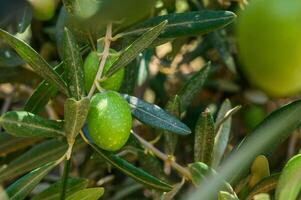 Close-Up of Olives growing on tree photo