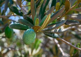 Olive tree branch with green olives close up. Sunlight background. photo
