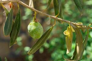 Close up of green olives on a tree, ideal for food and agriculture concepts photo