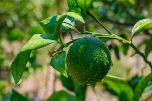Green oranges grow on a shady tree photo