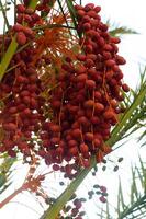 Beautiful red khalal dates in a tree photo