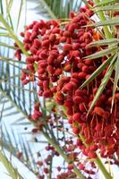 Clusters of red dates hanging amidst the green fronds of a date palm tree photo