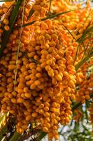bunch of dates at a dates tree at a plantation. photo