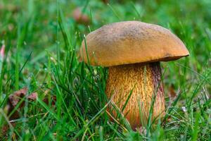 Boletus edulis mushroom growing in forest photo