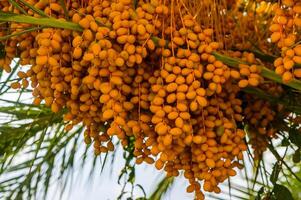Fresh Dates hanging on the Date tree photo