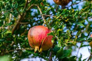 Rows of pomegranate trees with ripe fruits on the branches in a garden. photo