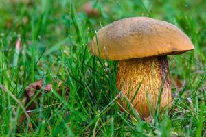 Beautiful white mushroom boletus grows in the forest photo