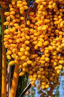 Ripe yellow dates hanging from a tree branch photo