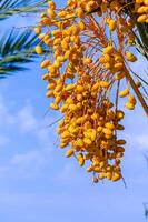 Dates on a palm tree. photo