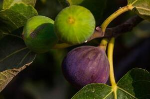 A copy space image of figs hanging from a fig tree branch photo