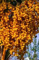 ripe dates fruits on dates palm tree photo