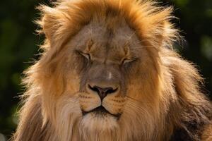 close-up image of a lion's head. expression is calm and majestic, showing off the fine details of its fur and features. photo