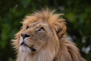 close-up image of a lion's head. expression is calm and majestic, showing off the fine details of its fur and features. photo