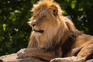 close-up image of a lion's head. expression is calm and majestic, showing off the fine details of its fur and features. photo