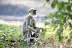black faced grey langur monkey in Yala National Park, Sri Lanka photo