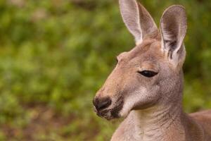 Portrait of an Australian medium sized kangaroo in selective focus photo