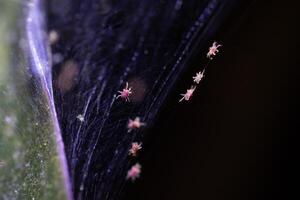 Tetranychus urticae red spider mite or two-spotted spider mite photo