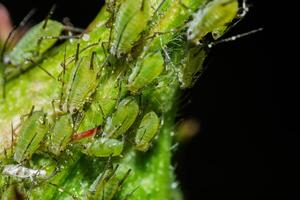 closeup of colony of aphids sucking on rosebud photo