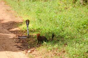 mongoose fights with an aggressive cobra in the wild photo