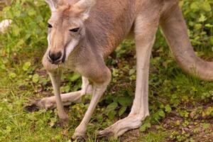 Portrait of an Australian medium sized kangaroo in selective focus photo