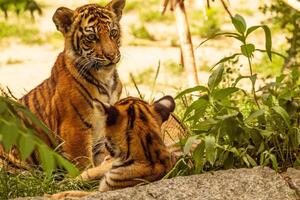 Tiger cubs playing with his mother,sumatra tiger Panthera tigris photo