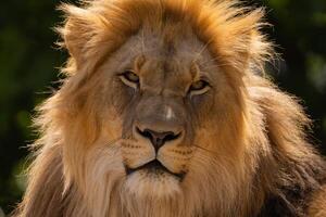 close-up image of a lion's face. expression is calm and majestic photo