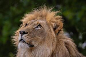 close-up image of a lion's face. expression is calm and majestic photo