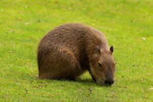 Capybara Kapibara Hydrochoerus hydrochaeris photo