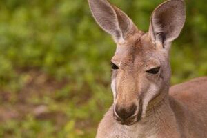 Portrait of an Australian medium sized kangaroo in selective focus photo