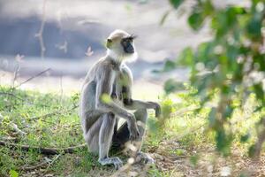 black faced grey langur monkey in Yala National Park, Sri Lanka photo