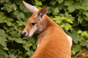 Portrait of an Australian medium sized kangaroo in selective focus photo