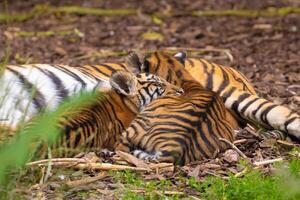 Tiger cubs playing with his mother,sumatra tiger Panthera tigris photo