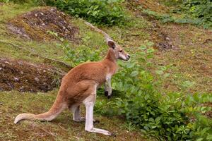 Portrait of an Australian medium sized kangaroo in selective focus photo