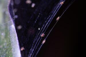 Tetranychus urticae red spider mite or two-spotted spider mite photo