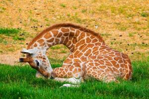 Giraffe in selective focus on green natural background photo