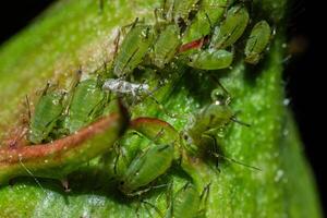 closeup of colony of aphids sucking on rosebud photo