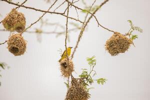 Weaver bird weaver finches building nest photo