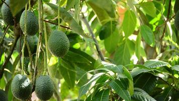 Avocados hanging in a avocado tree video