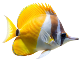 Longnose Butterflyfish swiming isolated on a transparent background png