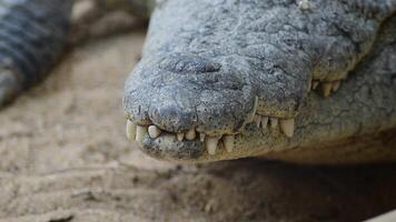 Teeth in mouht of Nile crocodile - Crocodylus niloticus video