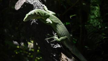 Emerald tree monitor or green tree monitor in a tree - Varanus prasinus video