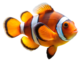 Picasso Clownfish swiming isolated on a transparent background png