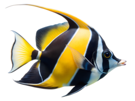 Moorish Idol fish swiming isolated on a transparent background png