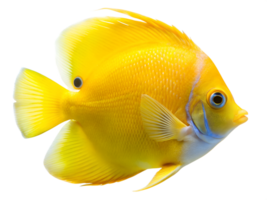 Lemonpeel Angelfish swiming isolated on a transparent background png